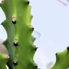 Háromélű kutyatej válogatás Euphorbina trigona mix P.17