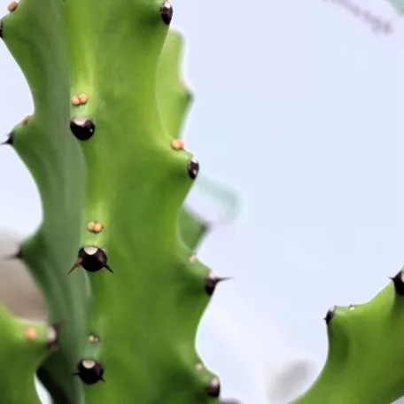 Háromélű kutyatej válogatás Euphorbina trigona mix P.17
