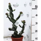 Háromélű kutyatej válogatás Euphorbina trigona mix P.17