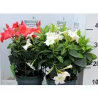 Tölcsérjázmin Dipladenia variety mix Tropical Coast