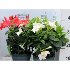 Tölcsérjázmin Dipladenia variety mix Tropical Coast