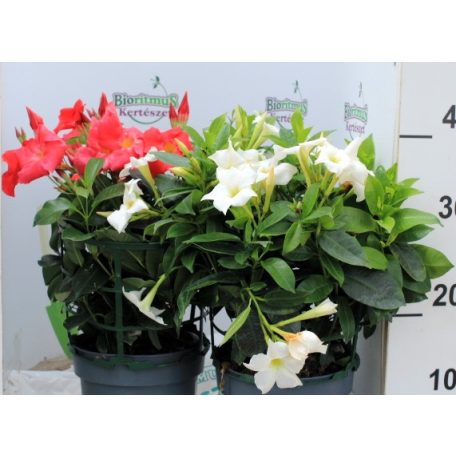 Tölcsérjázmin DIPLADENIA VARIETY MIX 'TROPICAL COAST'