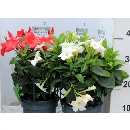 Tölcsérjázmin Dipladenia variety mix Tropical Coast