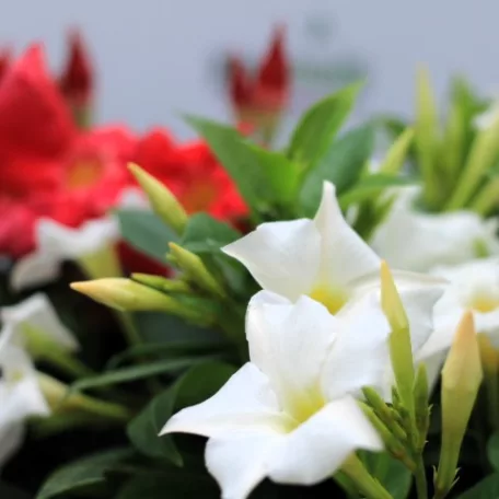 Tölcsérjázmin Dipladenia variety mix Tropical Coast