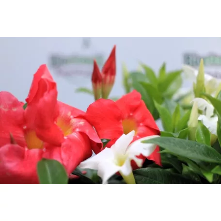 Tölcsérjázmin Dipladenia variety mix Tropical Coast