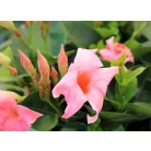 Tölcsérjázmin Dipladenia variety mix Tropical Coast