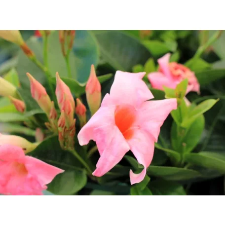 Tölcsérjázmin Dipladenia variety mix Tropical Coast
