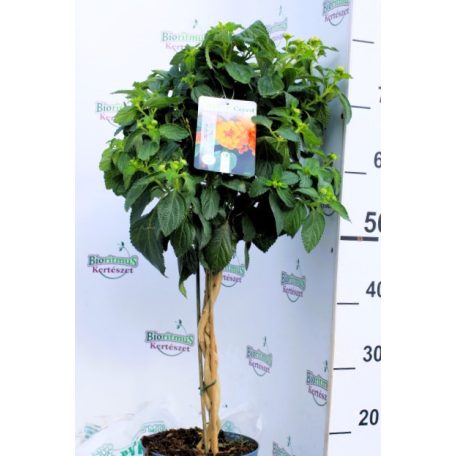 Sétányrózsa Lantana Camara  P.20