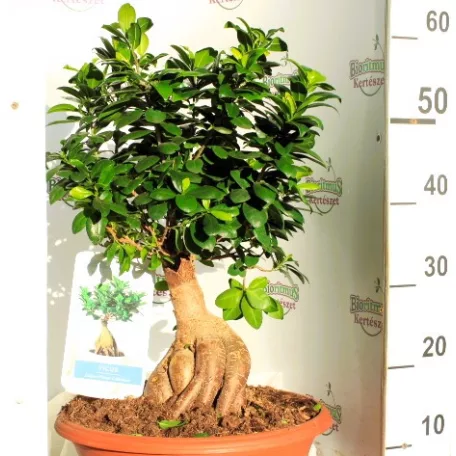 Mini fikusz, bonsai fikusz Ficus Retusa Ginseng P.35