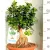 Mini fikusz, bonsai fikusz Ficus Retusa Ginseng P.35