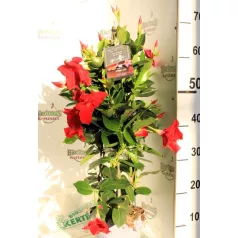   Tölcsérjázmin Dipladenia Mandeville Fusion  BLOOM SELECT. P