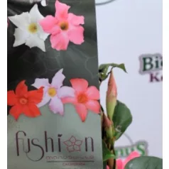   Tölcsérjázmin DIPLADENIA MANDEVILLE 'Fushion' BLOOM Selection