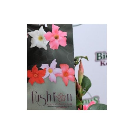 Tölcsérjázmin DIPLADENIA MANDEVILLE 'Fushion' BLOOM Selection