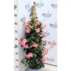   Tölcsérjázmin DIPLADENIA MANDEVILLE 'Fushion' BLOOM Selection