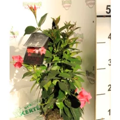   Tölcsérjázmin Dipladenia Mandeville Fusion BLOOM SEL.P.14 PYR