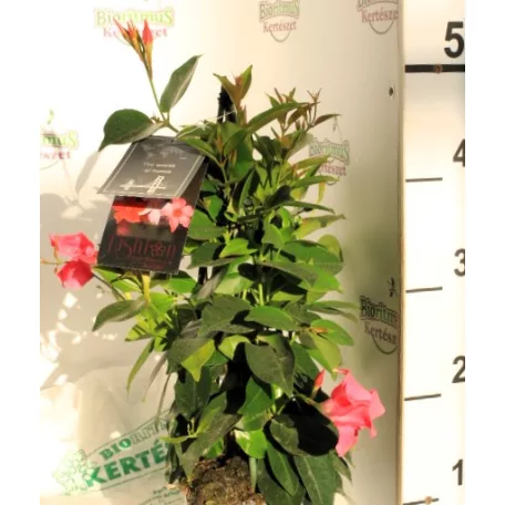 Tölcsérjázmin Dipladenia Mandeville Fusion BLOOM SEL.P.14 PYR
