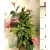 Tölcsérjázmin Dipladenia Mandeville Fusion BLOOM SEL.P.14 PYR