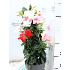 Tölcsérjázmin DIPLADENIA MANDEVILLE 'Fushion' TRICOLOR