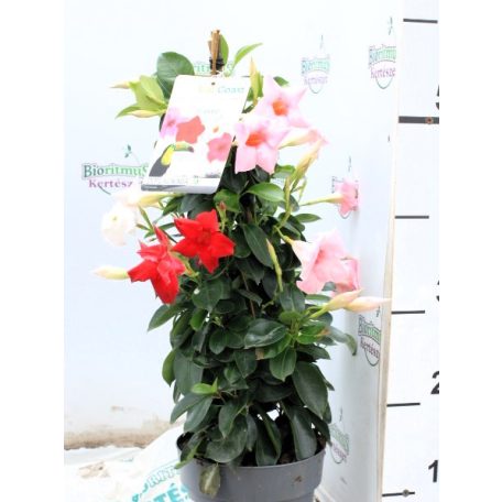 Tölcsérjázmin DIPLADENIA MANDEVILLE 'Fushion' TRICOLOR