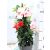 Tölcsérjázmin DIPLADENIA MANDEVILLE 'Fushion' TRICOLOR