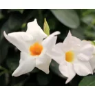 Tölcsérjázmin Dipladenia Sundaville Classic line P.17  PYRA