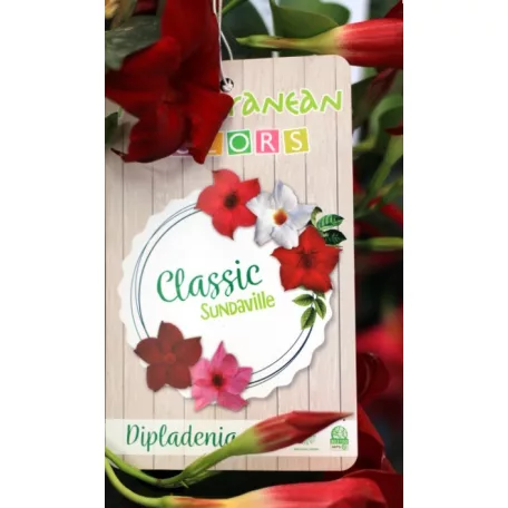 Tölcsérjázmin Dipladenia Sundaville Classic line P.17  PYRA