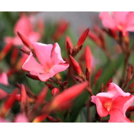 Leander Nerium oleander P.45