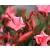 Leander Nerium oleander P.45