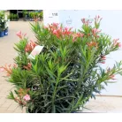 Leander Nerium oleander P.45
