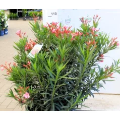 Leander Nerium oleander P.45