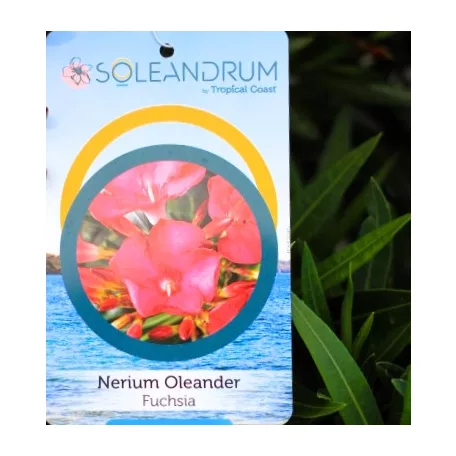 Leander Nerium oleander P.45