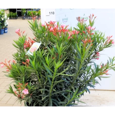 Leander Nerium oleander P.45
