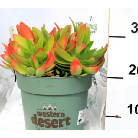 Pozsgás mix Succulents Western Desert Dreams P.6