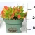 Pozsgás mix Succulents Western Desert Dreams P.6