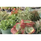 Pozsgás mix Succulents Western Desert Dreams P.6
