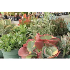 Pozsgás mix Succulents Western Desert Dreams P.6