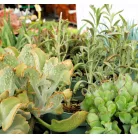 Pozsgás mix Succulents Western Desert Dreams P.6