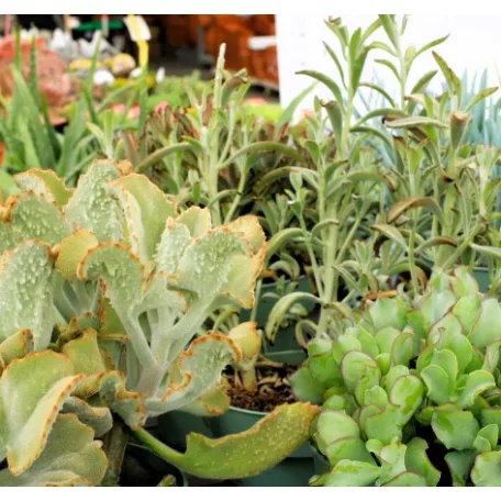 Pozsgás mix Succulents Western Desert Dreams P.6