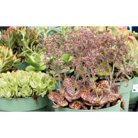 Pozsgás mix Succulents Western Desert Dreams P.6