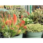 Pozsgás mix Succulents Western Desert Dreams P.6