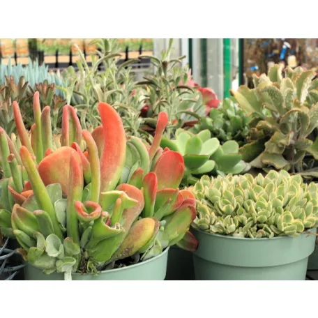 Pozsgás mix Succulents Western Desert Dreams P.6