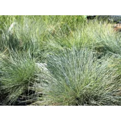 Kék csenkesz Festuca glauca Intense Blue P.20