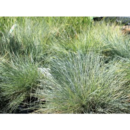 Kék csenkesz Festuca glauca Intense Blue P.20
