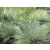 Kék csenkesz Festuca glauca Intense Blue P.20