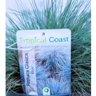 Kék csenkesz Festuca glauca Intense Blue P.20