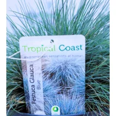 Kék csenkesz Festuca glauca Intense Blue P.20