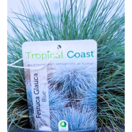 Kék csenkesz Festuca glauca Intense Blue P.20