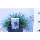 Kék csenkesz Festuca glauca Intense Blue P.20