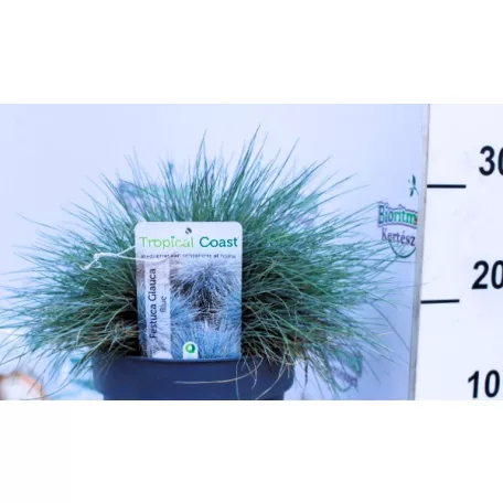 Kék csenkesz Festuca glauca Intense Blue P.20