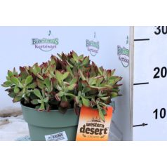   Fáskövirózsa ECHEVERIA DEVOTION 'Western Desert Dream
